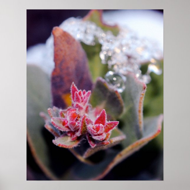 Blume Bud Poster (Vorne)