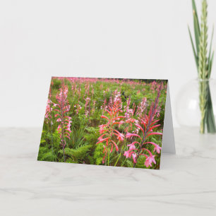 Blume Bugle Lily (Watsonia), Ostkap Feiertagskarte