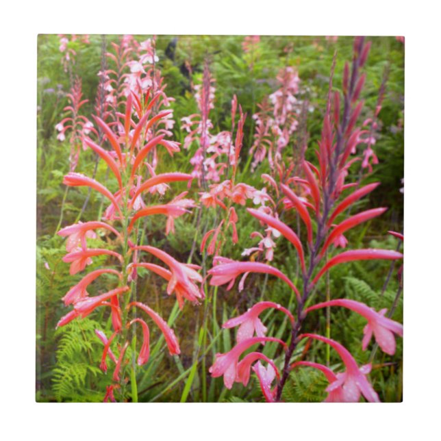 Blume Bugle Lily (Watsonia), Ostkap Fliese (Vorderseite)