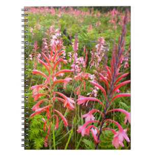Blume Bugle Lily (Watsonia), Ostkap Notizblock