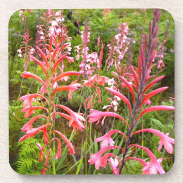 Blume Bugle Lily (Watsonia), Ostkap Untersetzer (Vorderseite)
