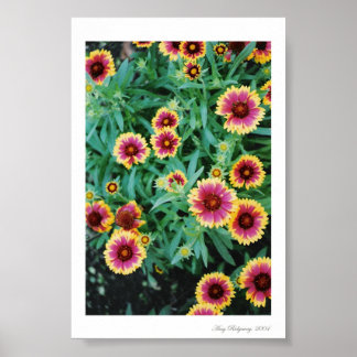 Blume Burst Poster