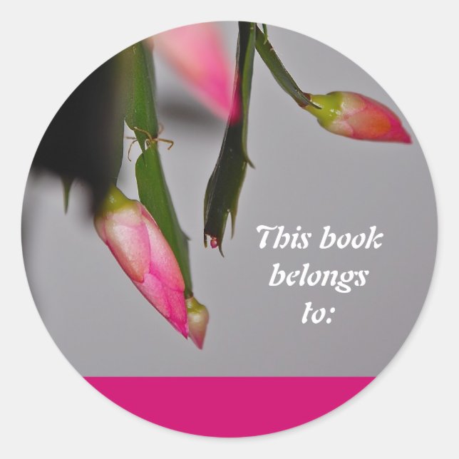 Blume Cactus Christmas Bloom Runder Aufkleber (Vorderseite)