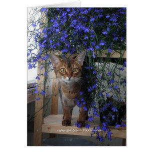 Blume Cat