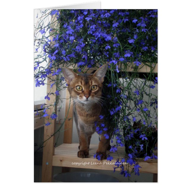 Blume Cat (Vorne)