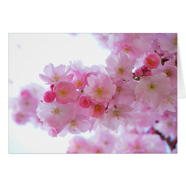 Blume Cherry Tree (Vorderseite (Horizontal))