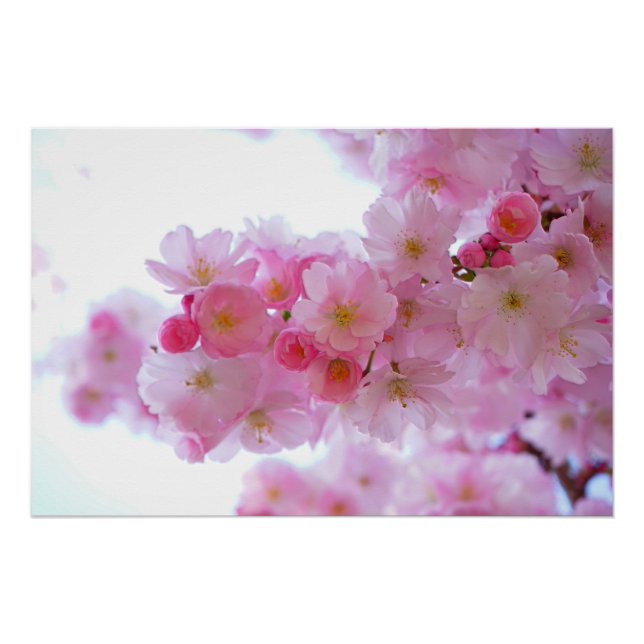 Blume Cherry Tree Poster (Vorderseite)