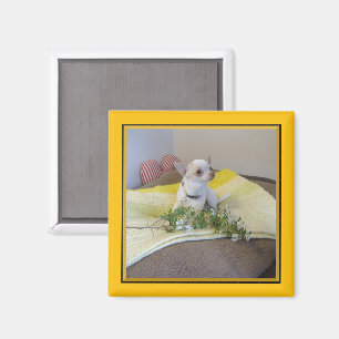 Blume Chihuahua Magnet