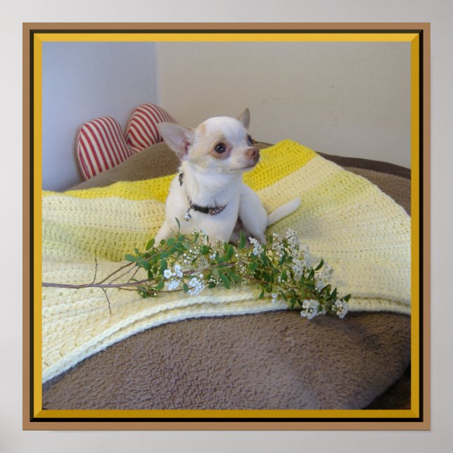 Blume Chihuahua Poster (Vorne)