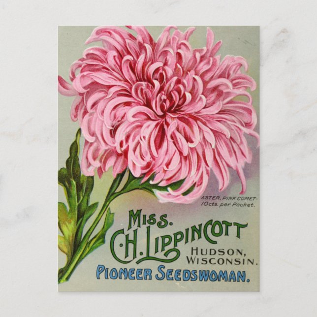 Blume Chrysanthema Vintag Postkarte (Vorderseite)