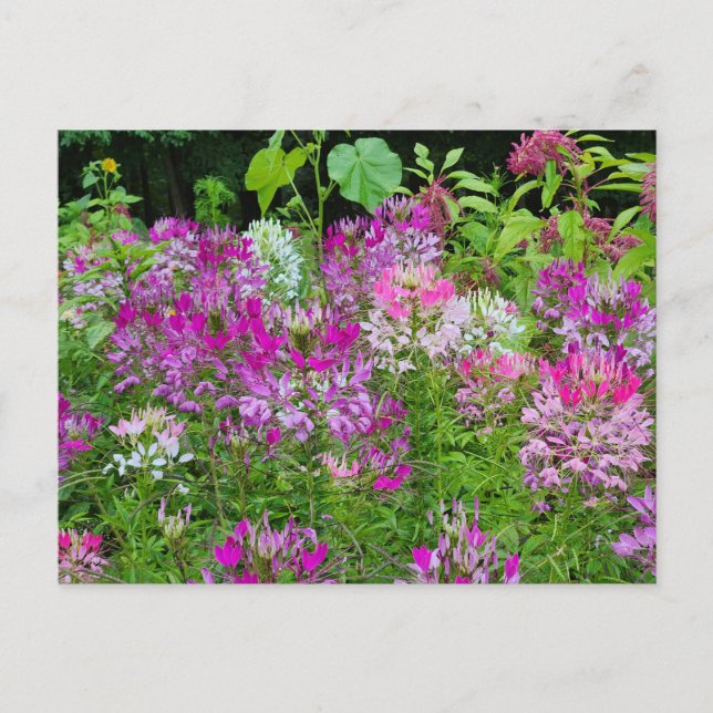 Blume Cleome oder Spione - Lila Postkarte (Vorderseite)