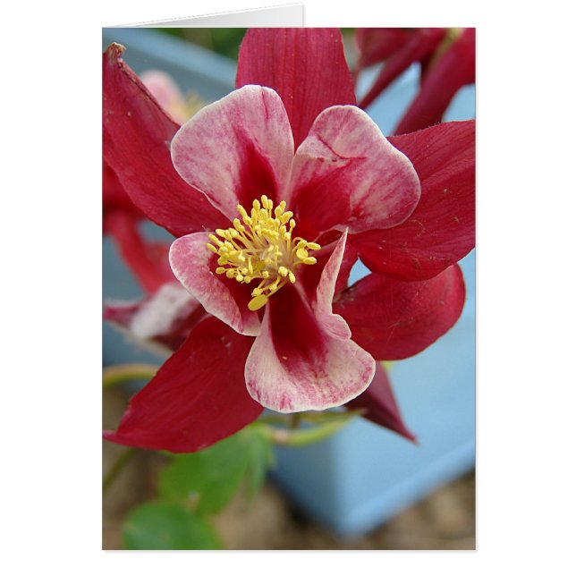 Blume Columbine (Vorne)