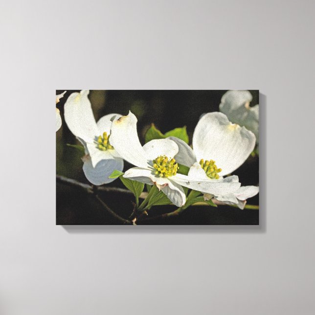 Blume Cornus florida Leinwanddruck (Vorderseite)