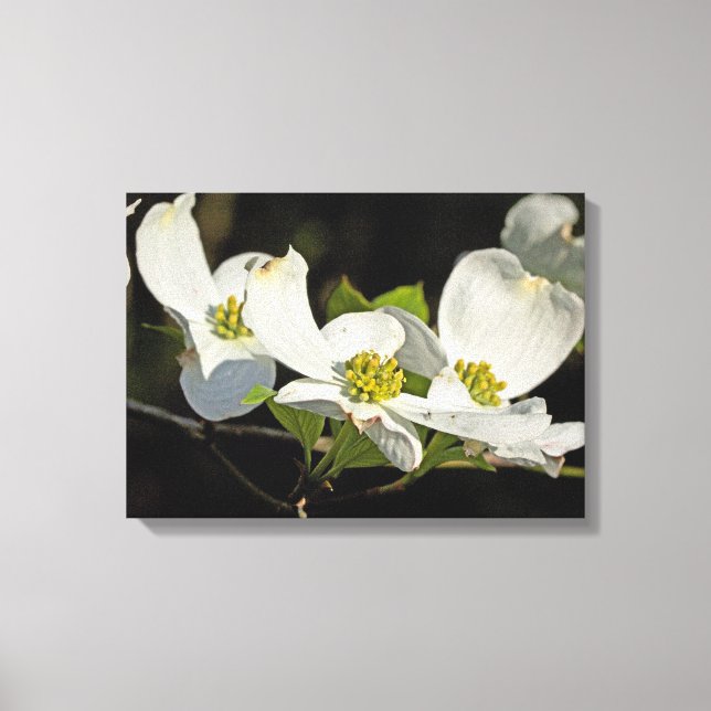 Blume Cornus florida Leinwanddruck (Vorderseite)