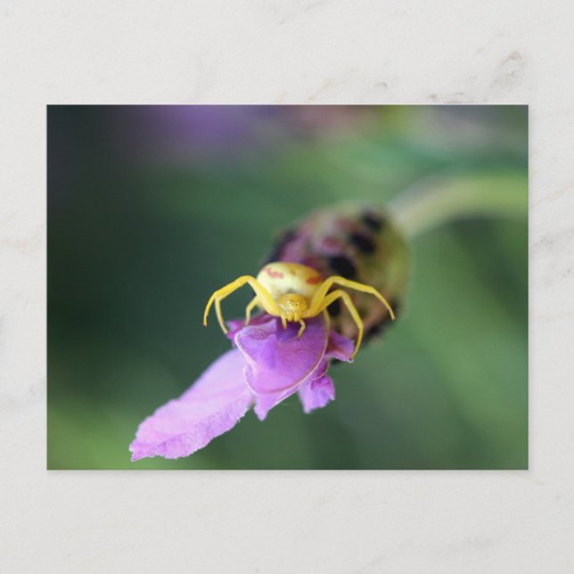 Blume Crab Spider Postkarte (Vorderseite)