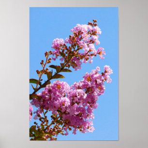 Blume Crepe myrtle Poster