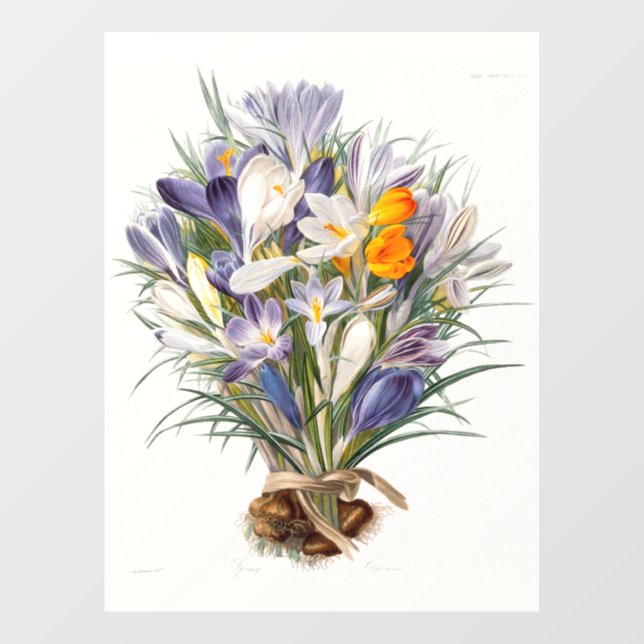 Blume Crocus Spring Botanische Blumenpracht Fensteraufkleber (Blatt)