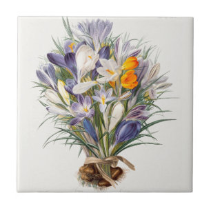 Blume Crocus Spring Botanische Blumenpracht Fliese
