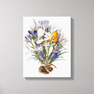 Blume Crocus Spring Botanische Blumenpracht Leinwanddruck