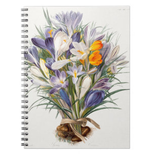Blume Crocus Spring Botanische Blumenpracht Notizblock