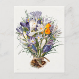Blume Crocus Spring Botanische Blumenpracht Postkarte
