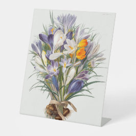 Blume Crocus Spring Botanische Blumenpracht Sockelschild