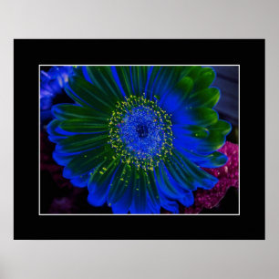 Blume Dahlia Blue Abstrakt Poster
