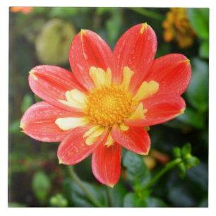 Blume Dahlia Fliese