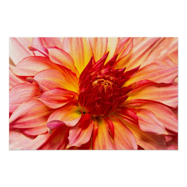 Blume - Dahlia - Natures atmet taktisch Poster (Vorderseite)