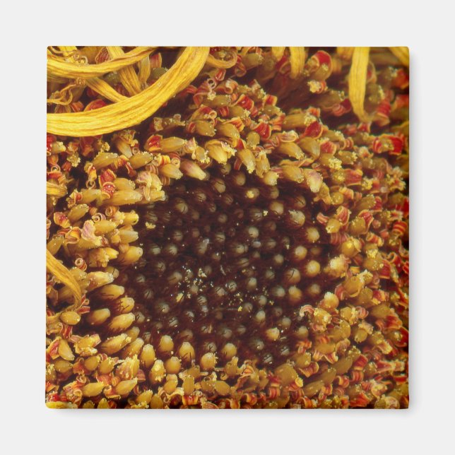 Blume - Daisy - in anderen Welten Magnet (Vorne)