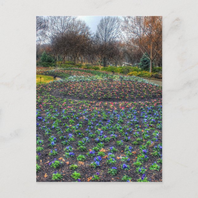 Blume Dallas Arboretum und Botanischer Garten Postkarte (Vorderseite)