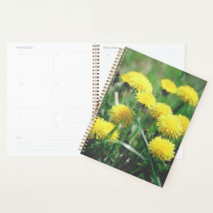 Blume Dandelion Gelb grün Planer