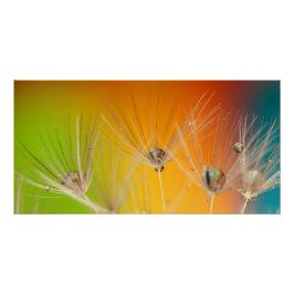 Blume Dandelion Polterabend Liebe Frieden Poster