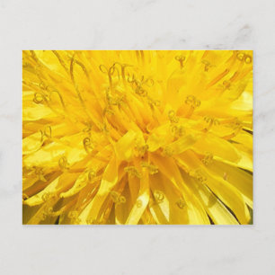 Blume Dandelion Postkarte