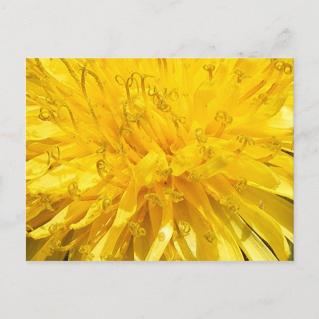 Blume Dandelion Postkarte (Vorderseite)
