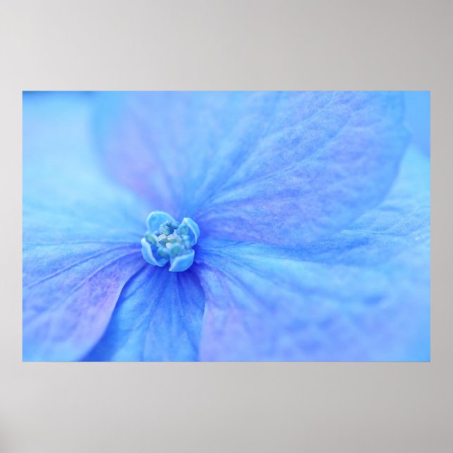 Blume der blauen Hydrangea Poster (Vorne)