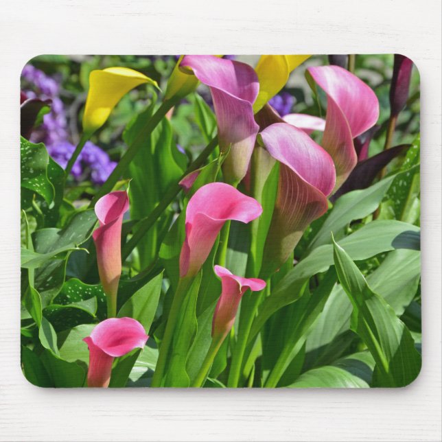 Blume der Calla Lilie Mousepad (Vorne)