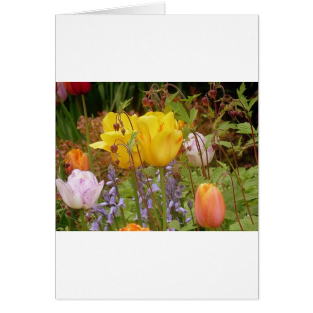 Blume der Empfindlichkeit (Vorne)