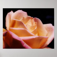 Blume der farbigen gelben Rosenknospe