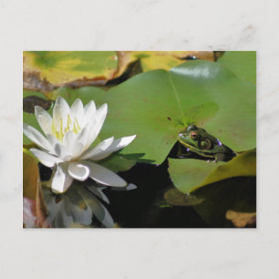 Blume der Frosch- und Wasserlilie Postkarte