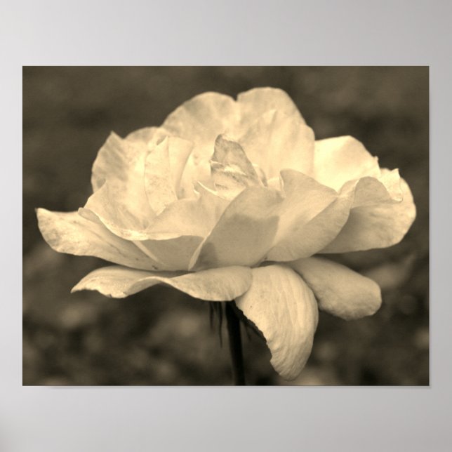 Blume der himmlischen Rose in Sepia Tint Poster (Vorne)