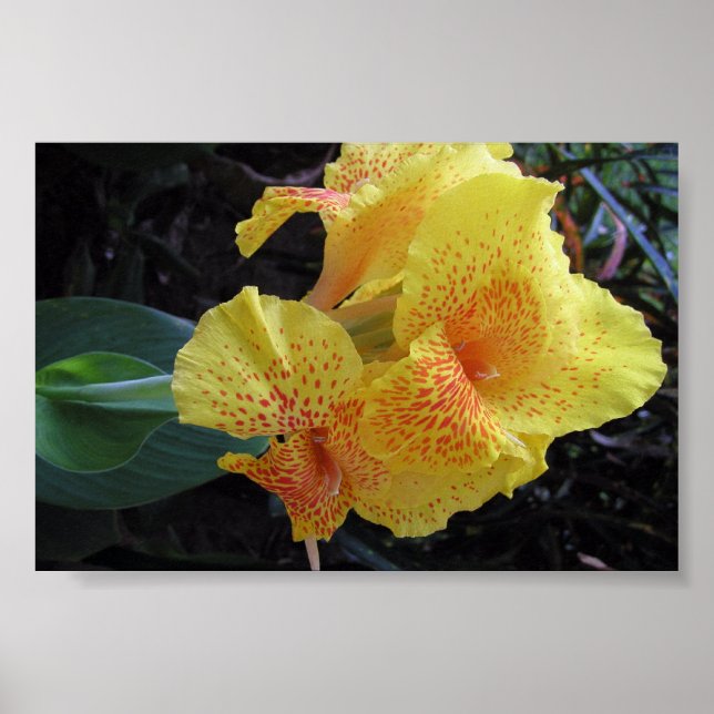 Blume der Insel Poster (Vorne)