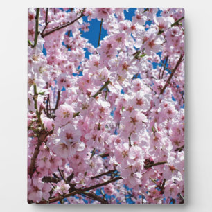 Blume der Japanischen Kirsche Fotoplatte