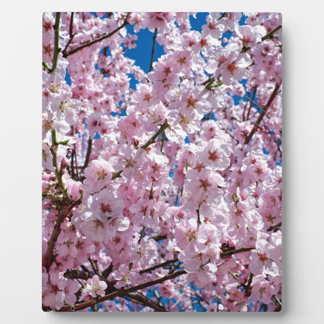 Blume der Japanischen Kirsche Fotoplatte (Vorderseite)