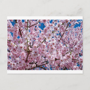 Blume der Japanischen Kirsche Postkarte