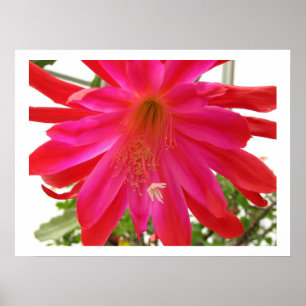 Blume der Liebe Poster