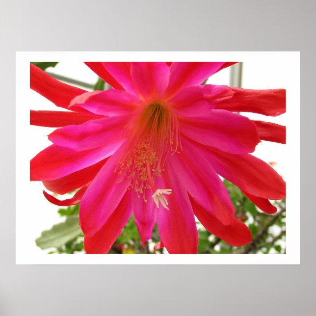 Blume der Liebe Poster (Vorne)