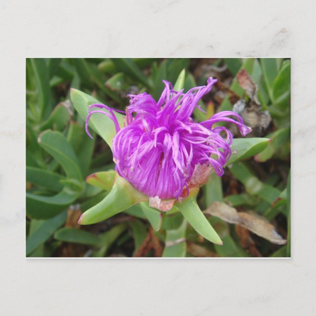 Blume der lila Pflanze Postkarte (Vorderseite)