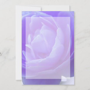 Blume der lila Rose