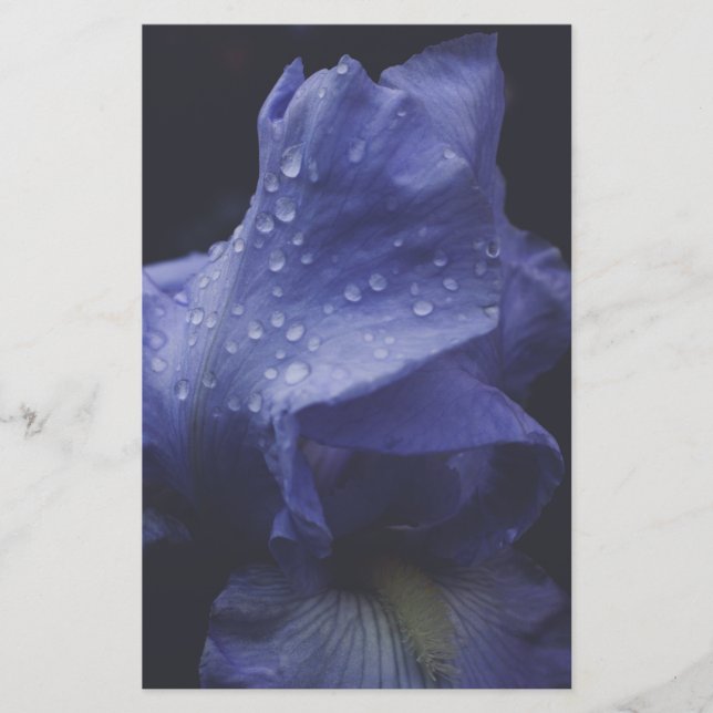 Blume der lila Rose Briefpapier (Vorderseite)